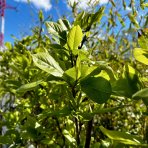 Magnólia soulangeova (Magnolia Soulangeana) ´ALBA SUPERBA´ výška: 130-160 cm, kont. C9L/C12L  (-24°C) NA KMIENKU